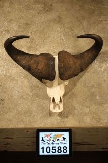 10697 Ⓖ E  African Cape Buffalo Skull & Horn Taxidermy Mount (Big 