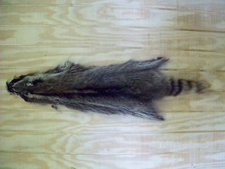 RACCOON  Prime tanned hide fur 38   SALE trapping taxidermy #151