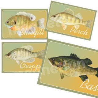 Fridge Magnet Picture Fish Bluegill Perch Crappie Bass Nice Colors Lot 