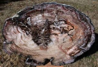 SiS INCREDIBLE GIANT CONIFER 27 x 19 Petrified Wood Round