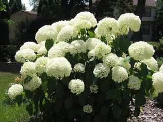 panicle hydrangea seeds showy heavy blooms small shrub time left $ 3 