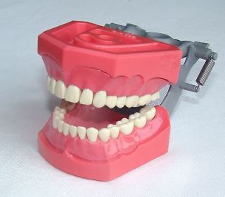 typodont dental model 560 hard gingiva red 