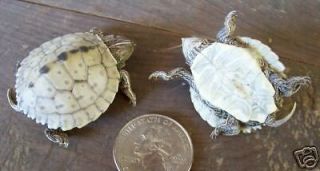 map turtle hatchling taxidermy mount turtle shell shells reptile fish