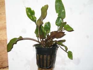 red crypt wendtii potted low lite live aquatic plant time