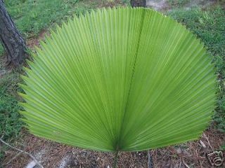 rare licuala elegans palm live indoor plant 1 gallon time