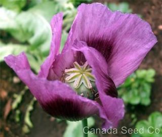 Purple Papaver Somniferum Plant Seeds * Labeled Packets with 