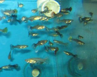 Pet Supplies  Aquarium & Fish  Tropical Fish