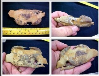 crab fossil very very rare must see crab4 time left