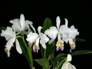 cattleya trianae v coerulea species orchid  15