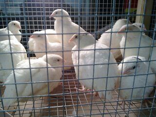 25 + mixed coturnix quail hatching eggs verfy fertile eggs!!
