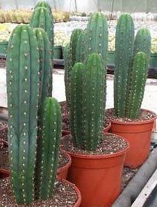 san pedro cactus trichocereus pachanoi 100 seeds from australia time