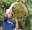16 to 24 giant sunzilla sunflower 5 seeds rare 10 20  1 75 