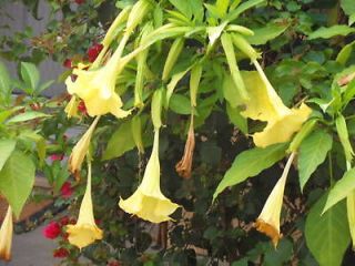 yellow brugmansia spp 5 seeds golden angel trumpet time left