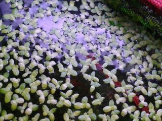 Live aquarium plant ~ Duckweed, 1/8 cup, clean UV tank