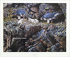 peregrine falcon family alan hunt signed numbered w c enlarge