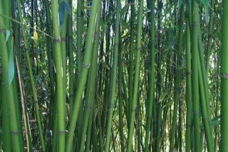 Phyllostachys Rubicunda 10 Fresh Seeds Hardy Bamboo