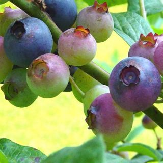 Emerald Blueberry Hybrid Southern Highbush Live Plant