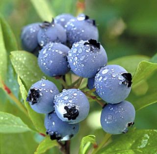 AEROGARDEN Compatible Singles  Blueberry Seeds