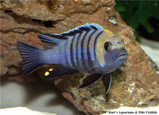 African Cichlids 1 5 2 Afra Cobue Live Tropical Fish