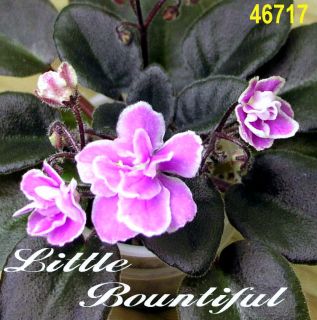 African Violet Plant Little Bountiful multiple plants in pot Semimini 