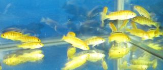 Electric Yellow African Cichlid fish 1 For Freshwater Aquarium
