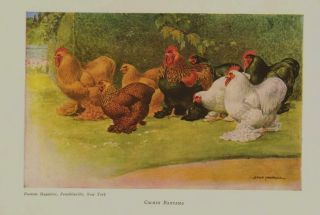 Lot of 4 Orig 1910 Bantam Chicken Prints by Megargee