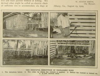 1924 Stray Dogs Execution Electrocution Albany Georgia