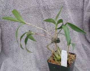   Kingianum Species Orchid Plant with Buds Alison x Inferno
