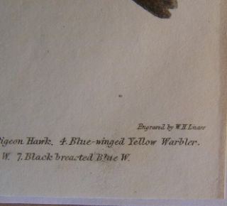Alexander Wilson H C Antique Bird Print Hawk Warbler