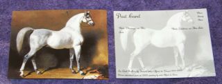   Stallion Postcard Gray Arabian from 1800s Painting by Alfred de Dreux