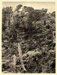 1930 Mount Kilimanjaro Alpine Region Tanzania Landscape   ORIGINAL 