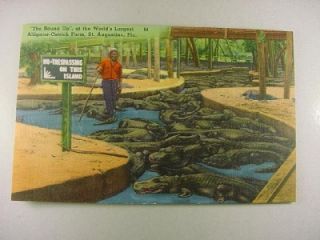 alligator ostrich farm ethnic unused pc postcard b62