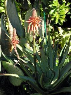 Aloe Arborescens Division Substitute for Aloe Vera