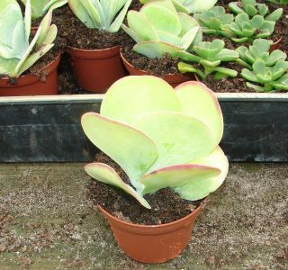 Kalanchoe thyrsifolia aka Paddle Plant, Desert Cabbage in 3 Pot