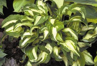 ALLEGAN FOG HOSTA shiny dark green with speckled green and white 