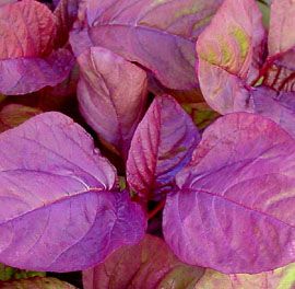 Amaranth Chinese Spinach Asia Red 50 Seeds Pase Seeds