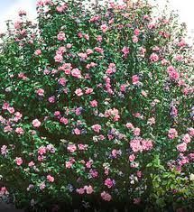 Rose of Sharon aka Althea Double Flowering Heirloom Healthy Fresh 