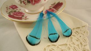 25 Turquoise Lady Amherst Pheasant Plumage Feathers