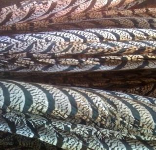 Lady Amherst Pheasant Center Tail Feathers 35 40 Long 6pcs
