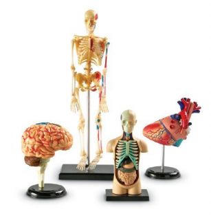 Education Anatomy Models Bundle Set Heart, Brain, Human Body Skeleton 