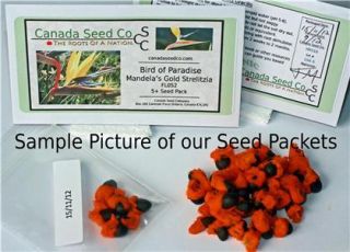 Red Angels Trumpet Flower * Seed Packet with Planting Information