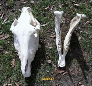 Real HORSE SKULL taxidermy Vet study science equine animal bone