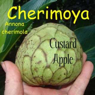 CHERIMOYA Tropical Fruit Seedling Annona cherimola Custard Apple LIVE 