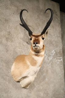 10627 Ⓖ P Pronghorn Antelope Shoulder Taxidermy Head Mount Buck 