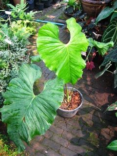 Anthurium SPP Large Leaf RARE Aroid Plant 1 Plant