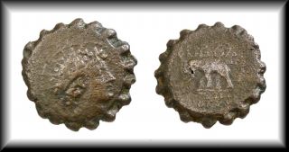   Elephant Seleukid Kingdom Ancient Coin Serrate Æ23 Antioch 141