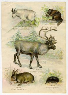 sided learning animal/nature flash cards, late 1800s, polar bear 