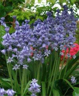    BLUEBELL LILY BULBS PERENNIAL SHADE PLANTS FLOWERS APRIL MAY NO DEER
