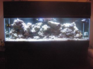 125 Gallon Reef Aquarium with 72 PFO Solaris I4 LED Light