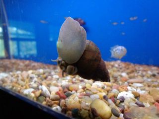 50 Live Trapdoor Snails Koi pond fish tank aquarium ALGA CONTROL CLEAN 